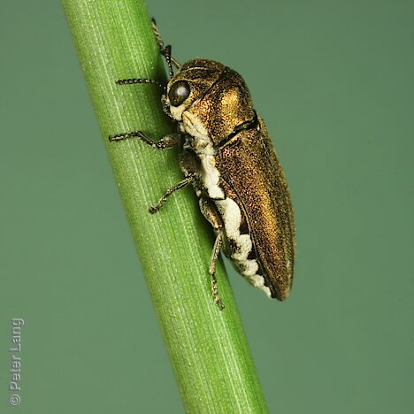 Meliboeithon intermedium, PL5974, male, shown on Juncus sp., SE, 6.6 × 2.4 mm